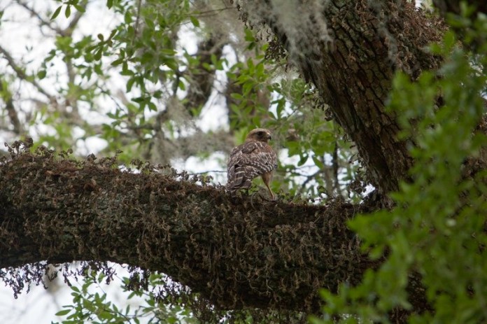red-tailed hawk, brazos bend state park, texas