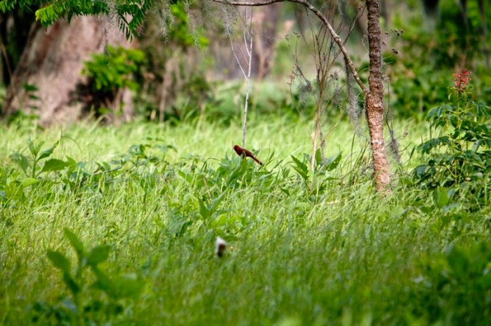 male red cardinal, brazos bend state park, texas