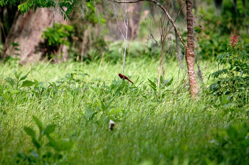 male red cardinal, brazos bend state park, texas