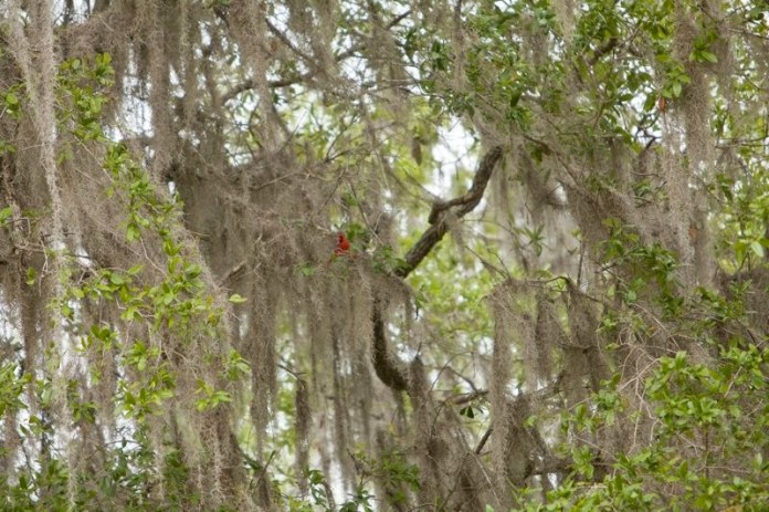 male red cardinal, brazos bend state park, texas