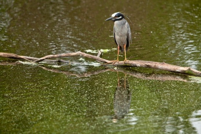 yellow-crowned night heron, brazos bend state park, texas