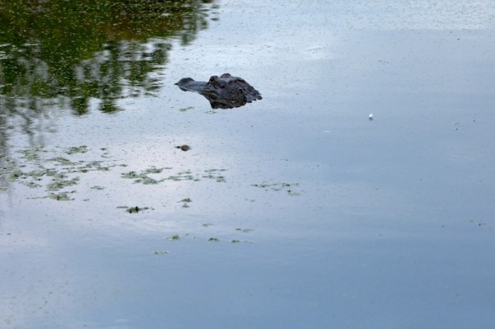 american alligator, brazos bend state park, texas