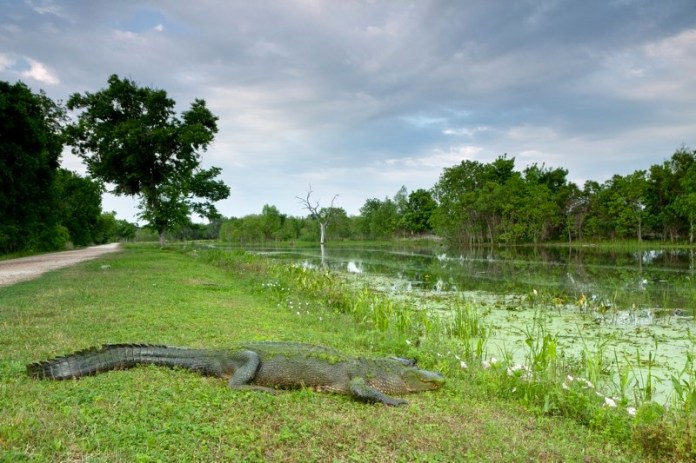 american alligator, brazos bend state park, texas