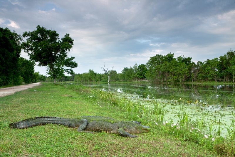 american alligator, brazos bend state park, texas
