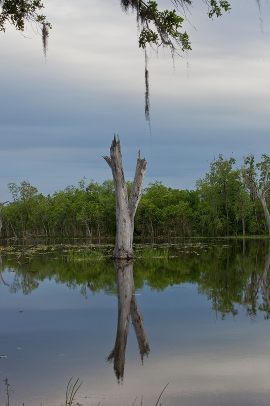 elm lake, brazos bend state park, texas