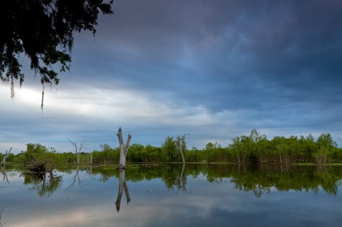 elm lake, brazos bend state park, texas
