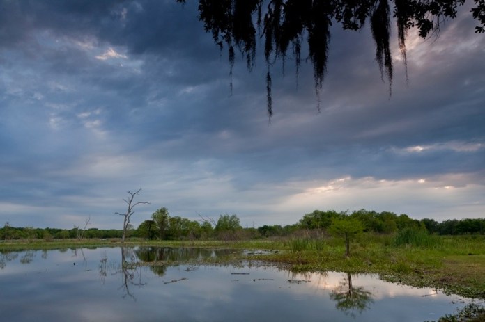 elm lake, brazos bend state park, texas