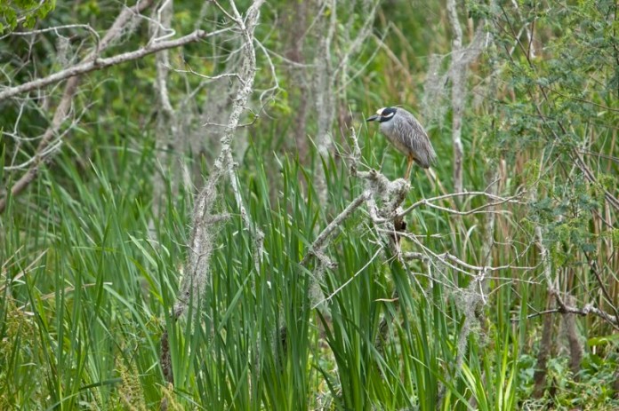 yellow-crowned night heron, brazos bend state park, texas