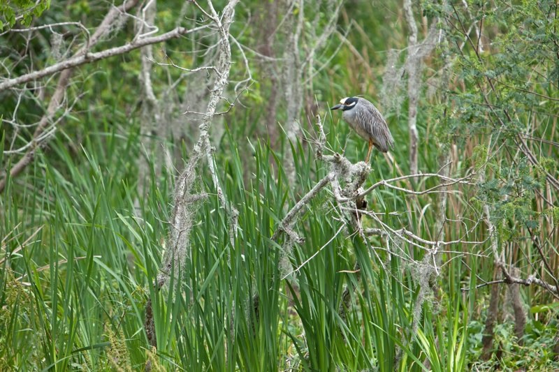 yellow-crowned night heron, brazos bend state park, texas