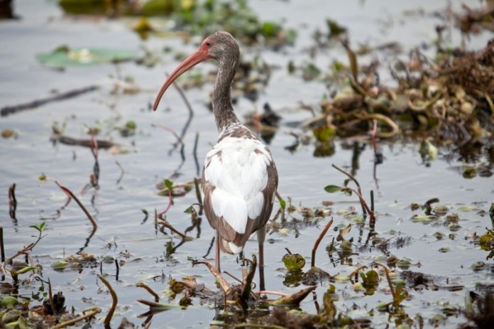 white ibis during it's first spring, brazos bend state park, texas