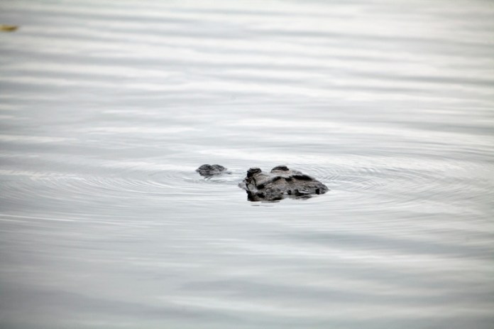 american alligator, brazos bend state park, texas
