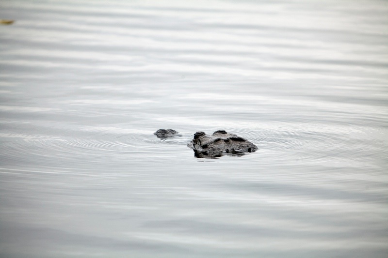 american alligator, brazos bend state park, texas