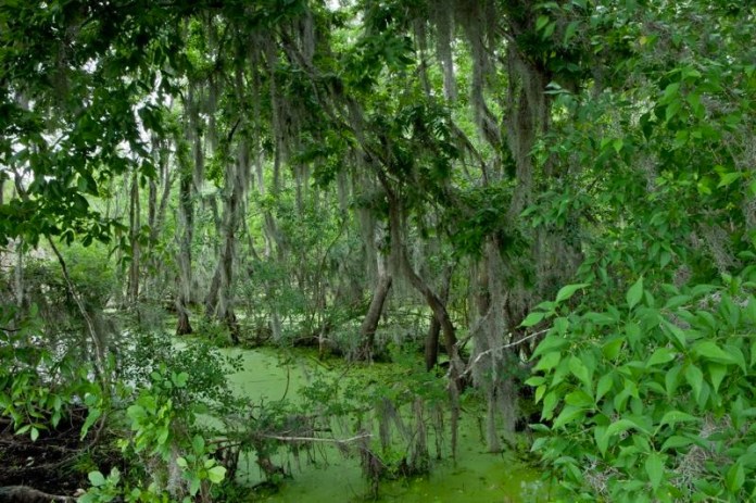 swampy landscape, brazos bend state park, texas