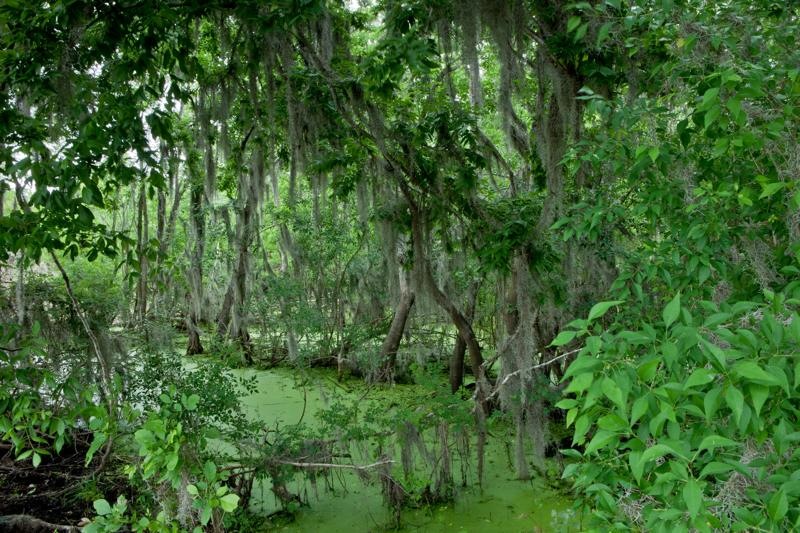 swampy landscape, brazos bend state park, texas