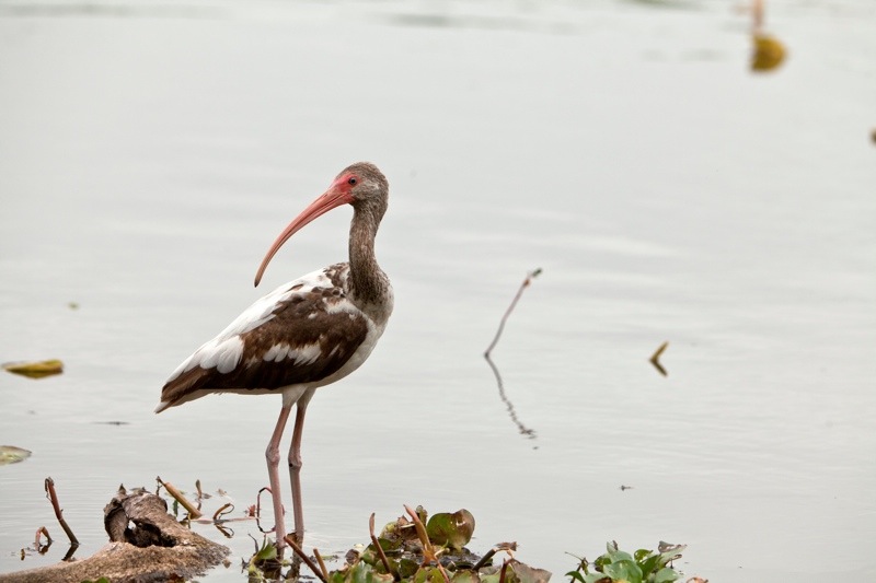white ibis first spring, brazos bend state park, texas
