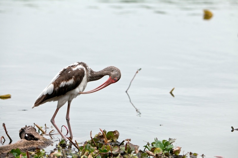 white ibis first spring, brazos bend state park, texas