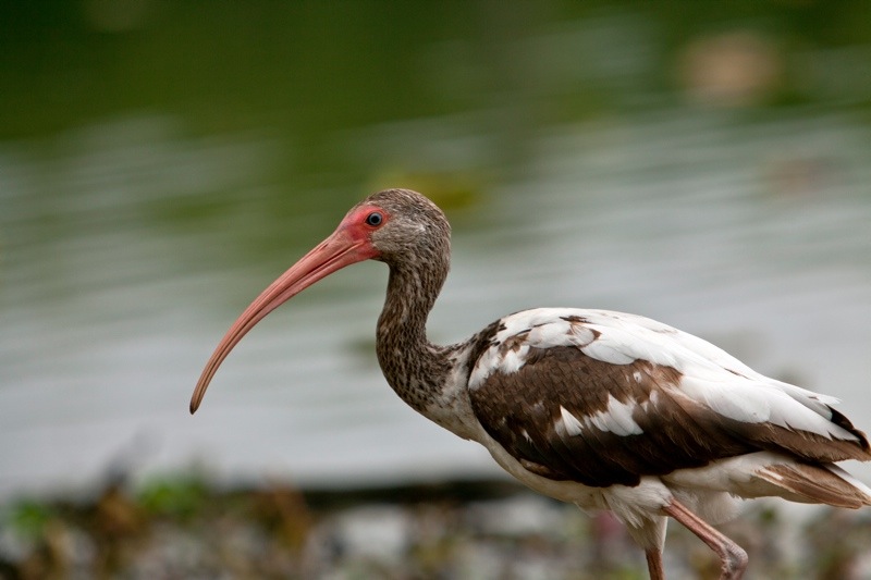 white ibis first spring, brazos bend state park, texas