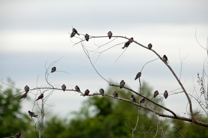 northern rough-winged swallow, brazos bend state park, texas