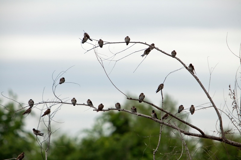 northern rough-winged swallow, brazos bend state park, texas