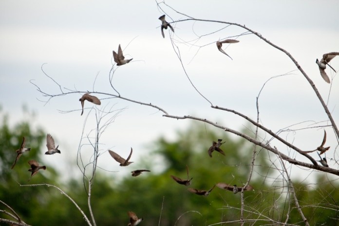 northern rough-winged swallow, brazos bend state park, texas