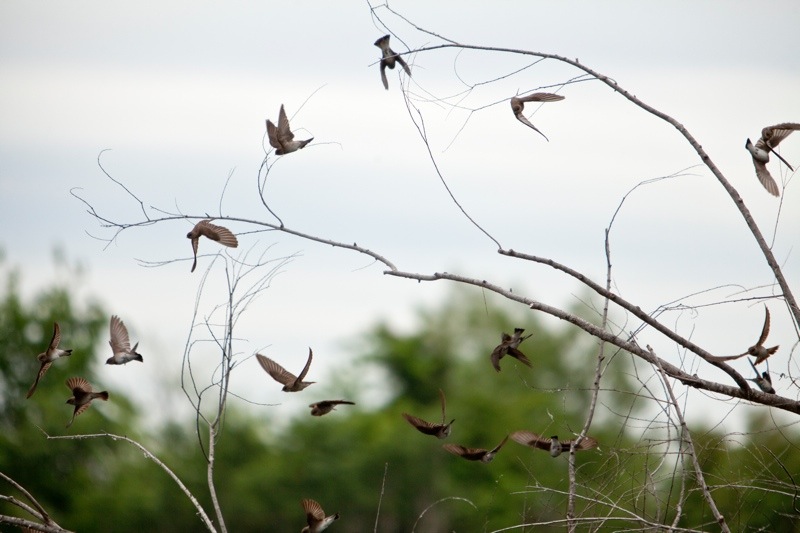 northern rough-winged swallow, brazos bend state park, texas