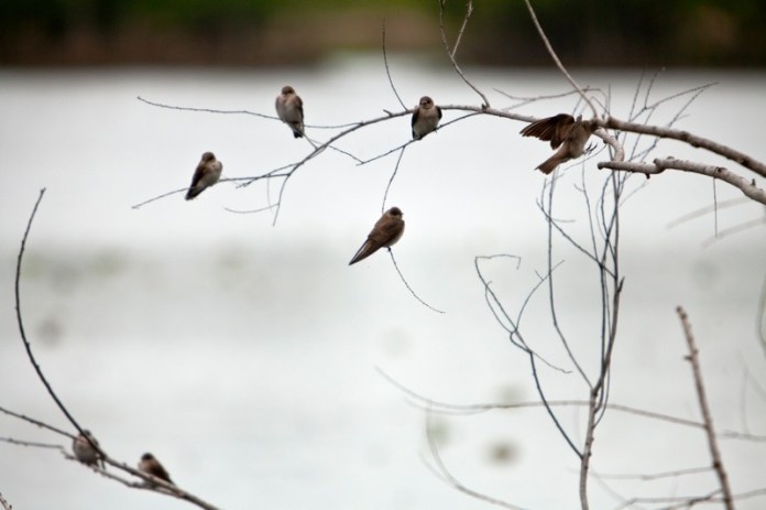 northern rough-winged swallow, brazos bend state park, texas
