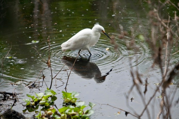 snowy egret, brazos bend state park, texas