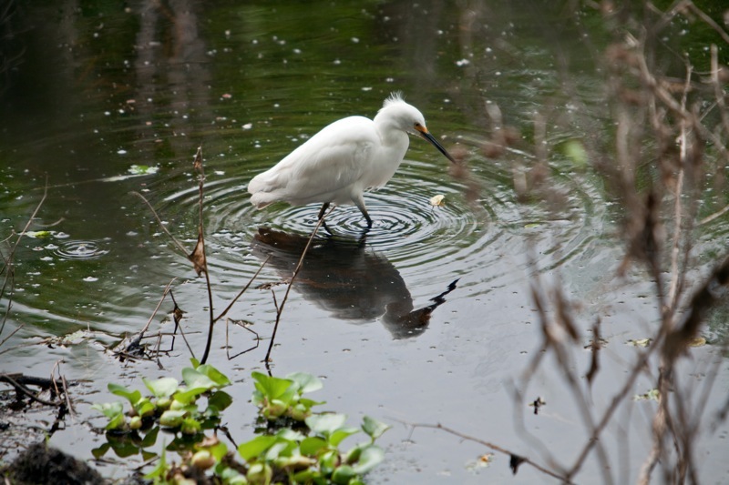 snowy egret, brazos bend state park, texas