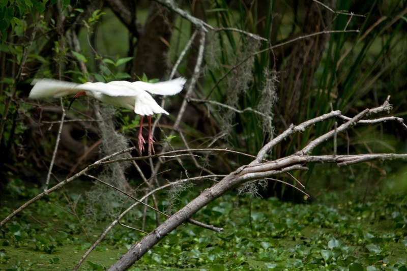 white ibis flying, brazos bend state park, texas