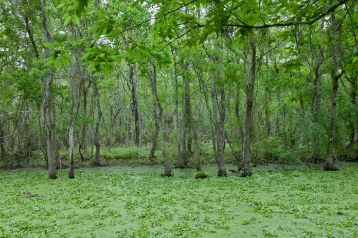 pilant lake, swamp, brazos bend state park, texas