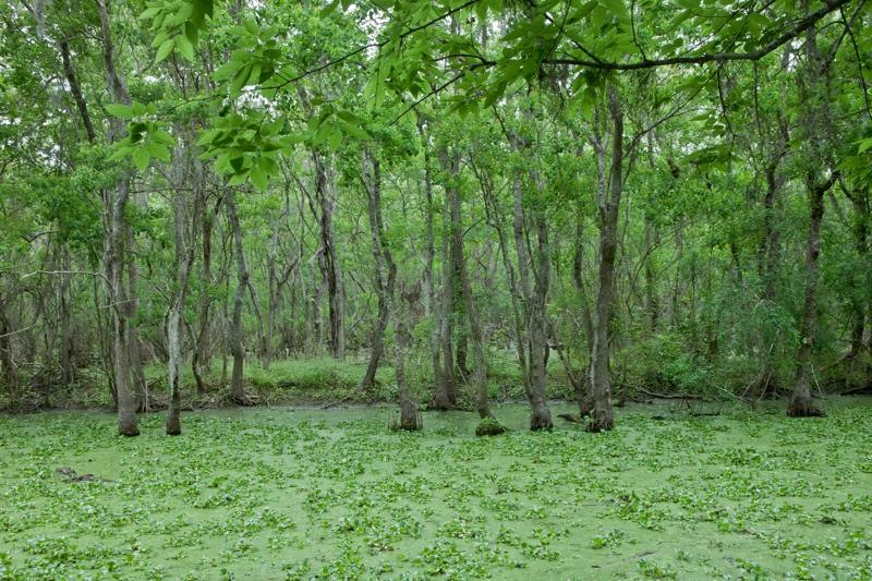pilant lake, swamp, brazos bend state park, texas