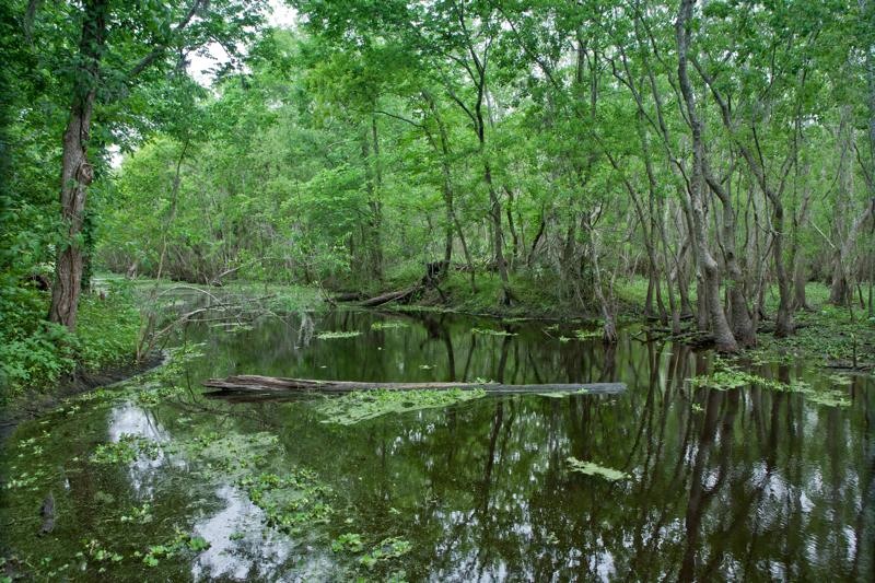 pilant lake, swamp, brazos bend state park, texas