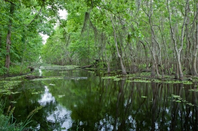 pilant lake, swamp, brazos bend state park, texas