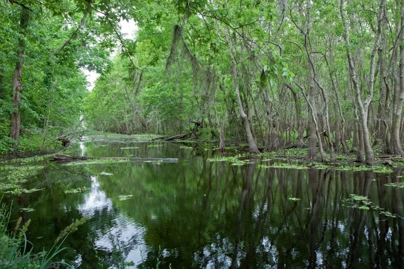 pilant lake, swamp, brazos bend state park, texas