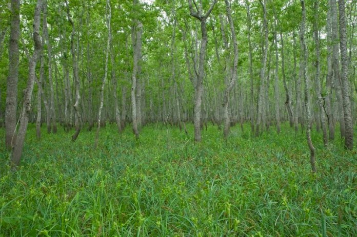 swampy forest, brazos bend state park, texas