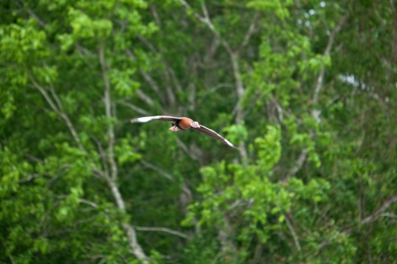 black-bellied whistling-duck, brazos bend state park, texas