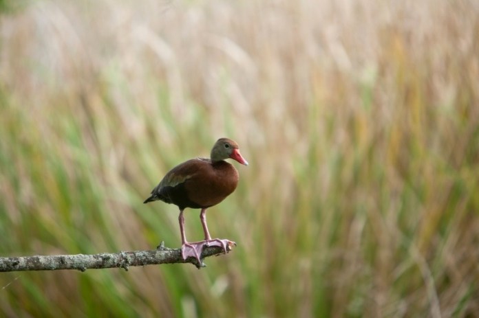 black-bellied whistling-duck, brazos bend state park, texas
