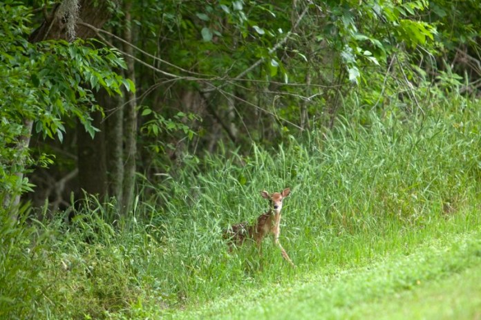 white tailed deer fawn, brazos bend state park, texas