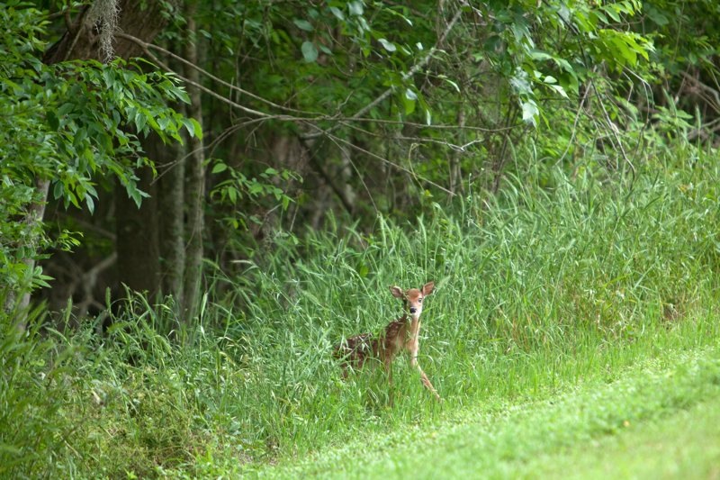 white tailed deer fawn, brazos bend state park, texas
