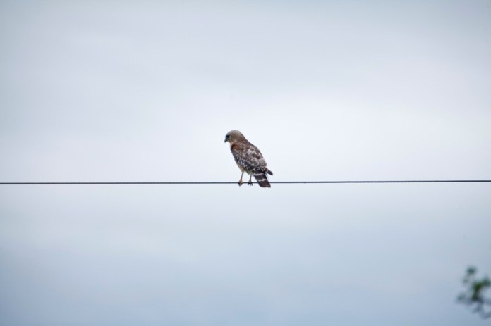 red-tailed hawk, brazos bend state park, texas