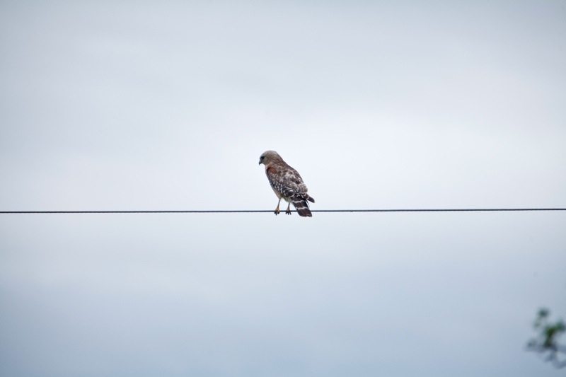 red-tailed hawk, brazos bend state park, texas