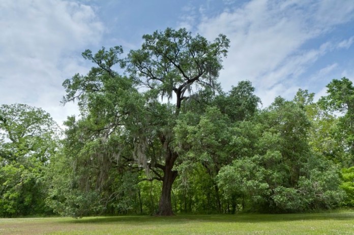 live oak and spanish moss, brazos bend state park, texas