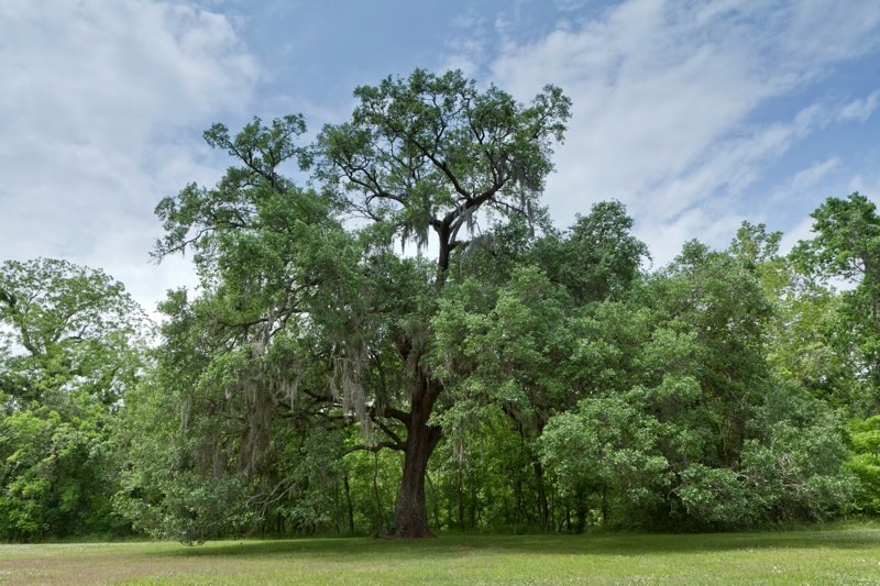 live oak and spanish moss, brazos bend state park, texas