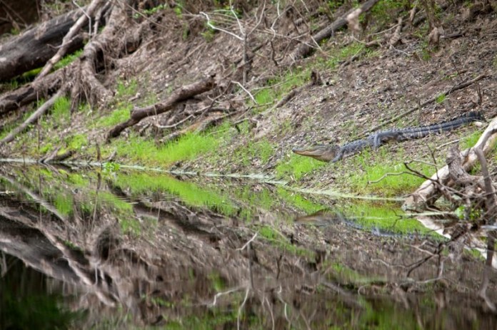 american alligator, brazos bend state park, texas