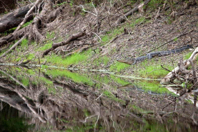 american alligator, brazos bend state park, texas