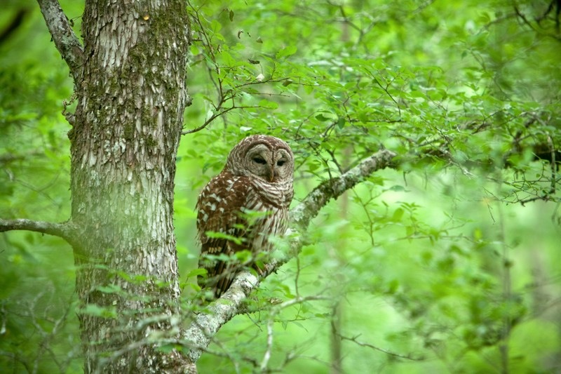 barred owl, brazos bend state park, texas