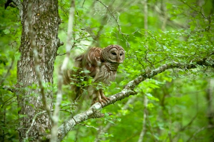 barred owl, brazos bend state park, texas