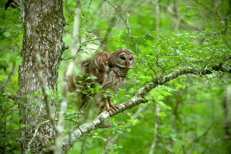 barred owl, brazos bend state park, texas