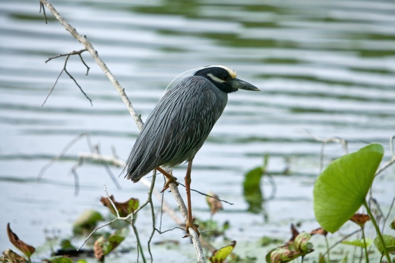 yellow-crowned night heron, brazos bend state park, texas