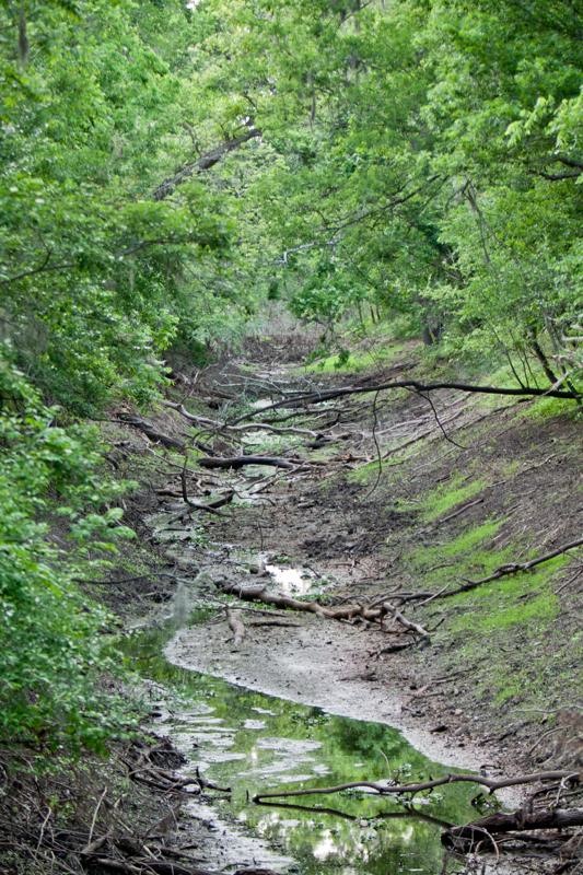 pilant slough, brazos bend state park, texas